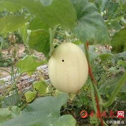 吃梨瓜长泡,揭秘吃梨瓜长泡的神奇功效